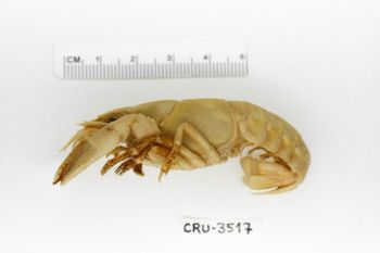 Media type: image;   Invertebrate Zoology CRU-3517 Description: Preserved specimen.;